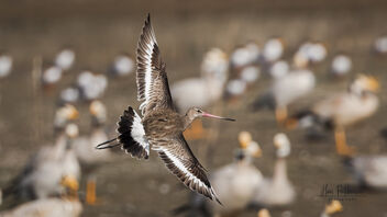 A Bar Tailed Godwit making a turn - Kostenloses image #485899