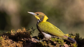 A Greater Yellownape Woodpecker foraging - image gratuit #486139 