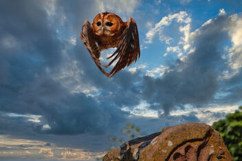 Tawny Owl In Flight - image gratuit #486169 