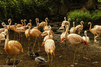 Flamingos and ducks - Free image #486319