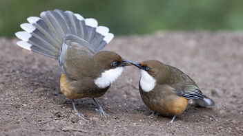 A Pair of White Throated Laughingthrushes in a romantic display - image gratuit #486369 
