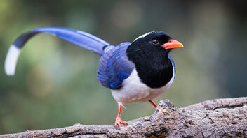 A Red Billed Blue Magpie looking around - image gratuit #486399 