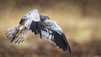 A Montagu's Harrier taking flight - image #486439 gratis