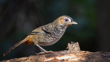 A Rufous Chinned Laughingthrush in action - image #486479 gratis