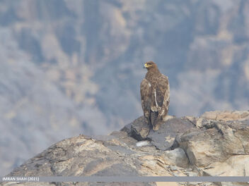 Steppe Eagle (Aquila nipalensis) - Kostenloses image #486539