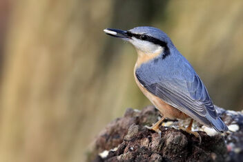Nuthatch - Kostenloses image #486579