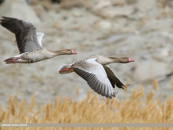 Greylag Goose (Anser anser) - image gratuit #486649 