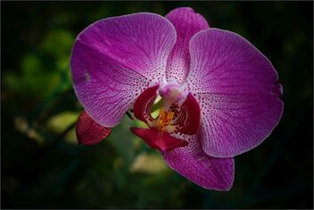 Orchid - Kostenloses image #486749