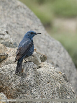 Blue Rock Thrush (Monticola solitarius) - бесплатный image #486799