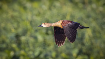 A Lesser Whistling Duck in Flight - image #486859 gratis