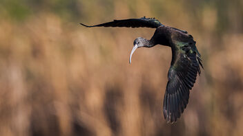 A Glossy Ibis trying to Land - image #486889 gratis