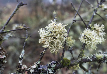 Clean air means Lichens - Kostenloses image #487049