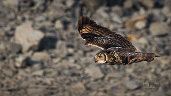 An Indian Rock Eagle Owl in Flight - image gratuit #487159 