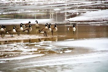 Ice and Honkers - Free image #487329