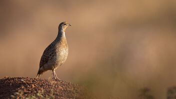 A Gray Francolin taking watch in the morning - image #487389 gratis