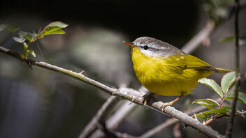 A Grey Hooded Warbler foraging in the bush - Free image #487419