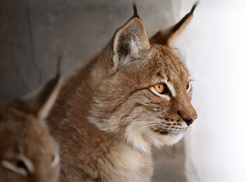 Lynx on the lookout - Free image #487449