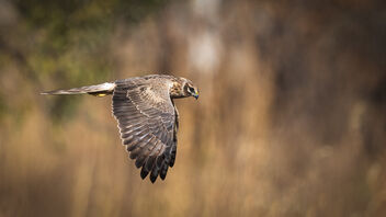 A Pallid Harrier in flight during a hunt - бесплатный image #487479
