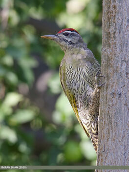 Scaly-bellied Woodpecker (Picus squamatus) - Free image #487629