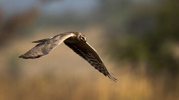 A Pallid Harrier in flight - Free image #487739