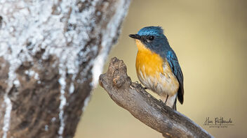 A Tickell's Blue Flycatcher in the shade - image gratuit #488019 
