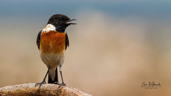 A Siberian Stonechat ready for action - image #488059 gratis
