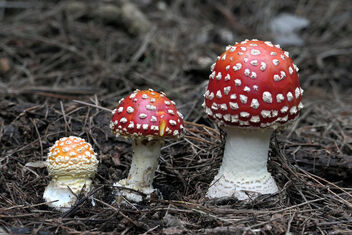Fly agaric. - image #488069 gratis