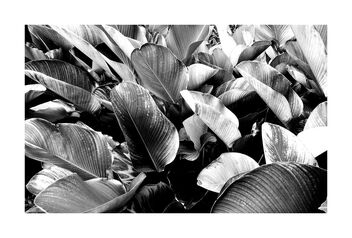 Leaves - Kostenloses image #488219