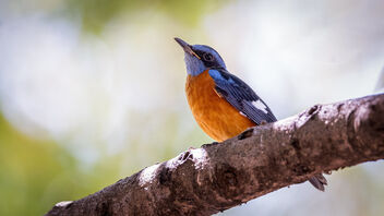 A Blue-Capped Rock Thrush foraging in the canopy - бесплатный image #488249