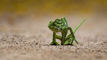 An Indian Chameleon Crossing the Road - image gratuit #488299 