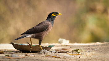 A Common Myna Foraging on elevated ground - Free image #488339