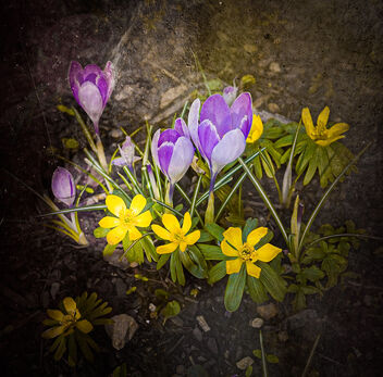 Spring is Sprung!! - image gratuit #488369 