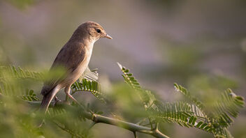 A Sykes Warbler active in its habitat - image gratuit #488519 