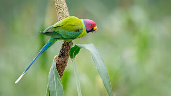 A Plum Headed Parakeet on a millet cob - image gratuit #488669 