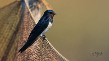 A Barn Swallow resting on a fishing net - image #488699 gratis