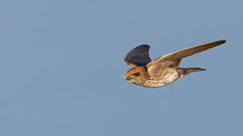 Its nesting time for these Streak Throated Swallows - Free image #488859