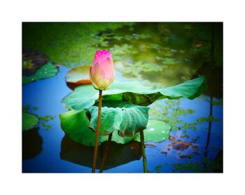Lotus flower - Kostenloses image #488959