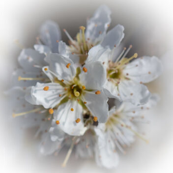 Fleurs blanches - image gratuit #489069 