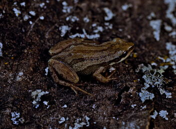 Boreal Chorus Frog (Pseudacris maculata) - Free image #489109