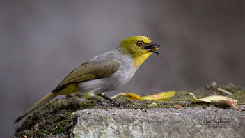 An Yellow Throated Bulbul with a catch - Free image #489159