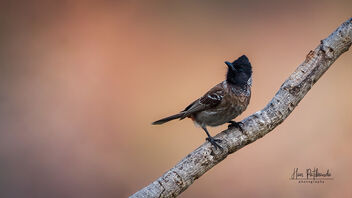 A Red Vented Bulbul on a lovely perch - бесплатный image #489339