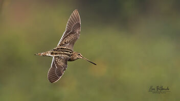 A Painted Snipe in flight and turning - image gratuit #489379 