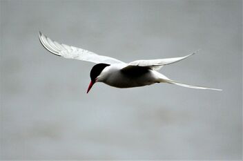 Gliding Tern - image #489459 gratis