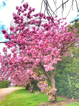 Cherry blossom - Free image #489659