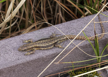 Another Viviparous Lizard - image #489699 gratis