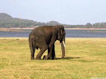 Old Tusker, Minneriya National Park - бесплатный image #489959