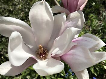 Magnolia flowers - Free image #490039