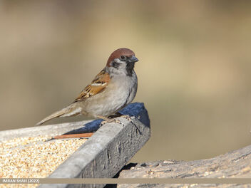 Eurasian Tree Sparrow (Passer montanus) - бесплатный image #490119