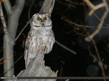 Boreal Owl (Aegolius funereus) - Free image #490279