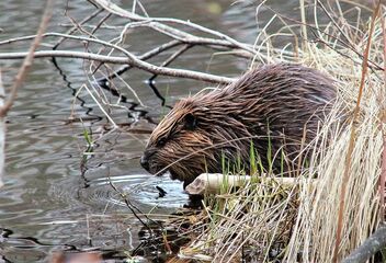 Beaver-Pond Life - Free image #490599